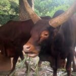 Sapi Watusi Hasil Barter Kapibara Jadi Primadona Baru Taman Margasatwa Ragunan