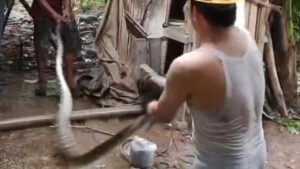 Ular Sanca Lima Meter Gegerkan Lebak, Dua Ekor Ayam Jadi Mangsa di Kandang Warga