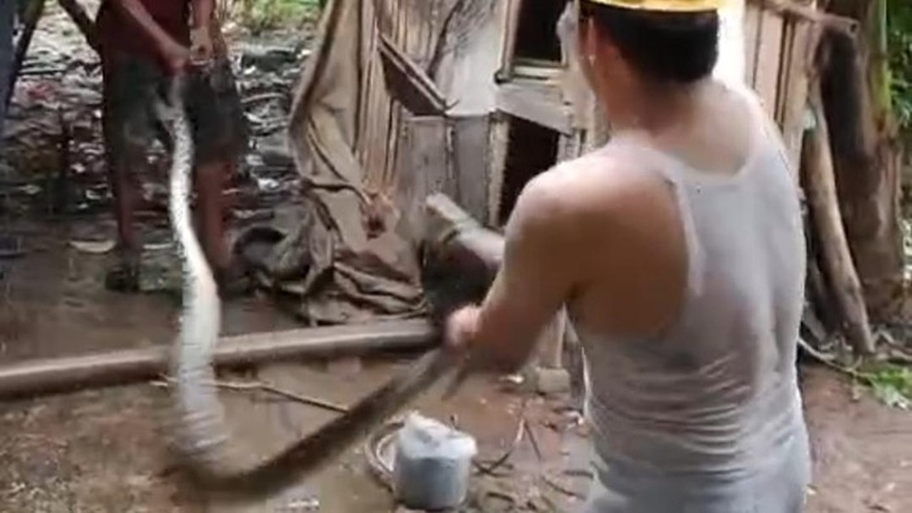 Ular Sanca Lima Meter Gegerkan Lebak, Dua Ekor Ayam Jadi Mangsa di Kandang Warga Ular Sanca Lima Meter Gegerkan Lebak, Dua Ekor Ayam Jadi Mangsa di Kandang Warga