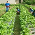 Ketahanan Pangan di Lapas: Panen Sayur, Produksi VCO, hingga Mitigasi Gagal Panen Jagung