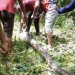 Ular Piton 7 Meter Ditebas Warga Buton Setelah Melahap Empat Ekor Kambing