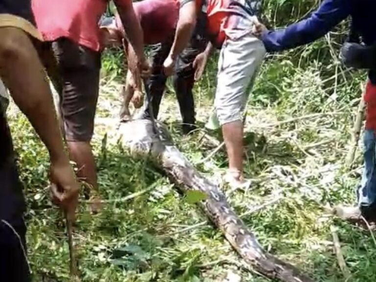 Ular Piton 7 Meter Ditebas Warga Buton Setelah Melahap Empat Ekor Kambing