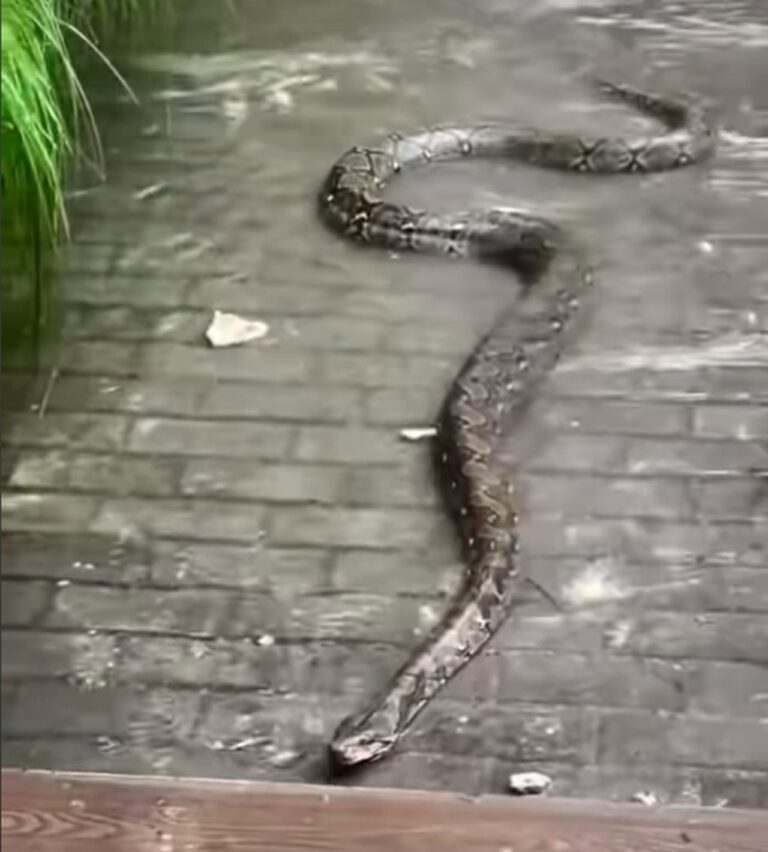 Ular Sanca 3 Meter Muncul di Tengah Banjir Sunter, Nyaris Masuk Ruko Warga Ular Sanca 3 Meter Muncul di Tengah Banjir Sunter, Nyaris Masuk Ruko Warga