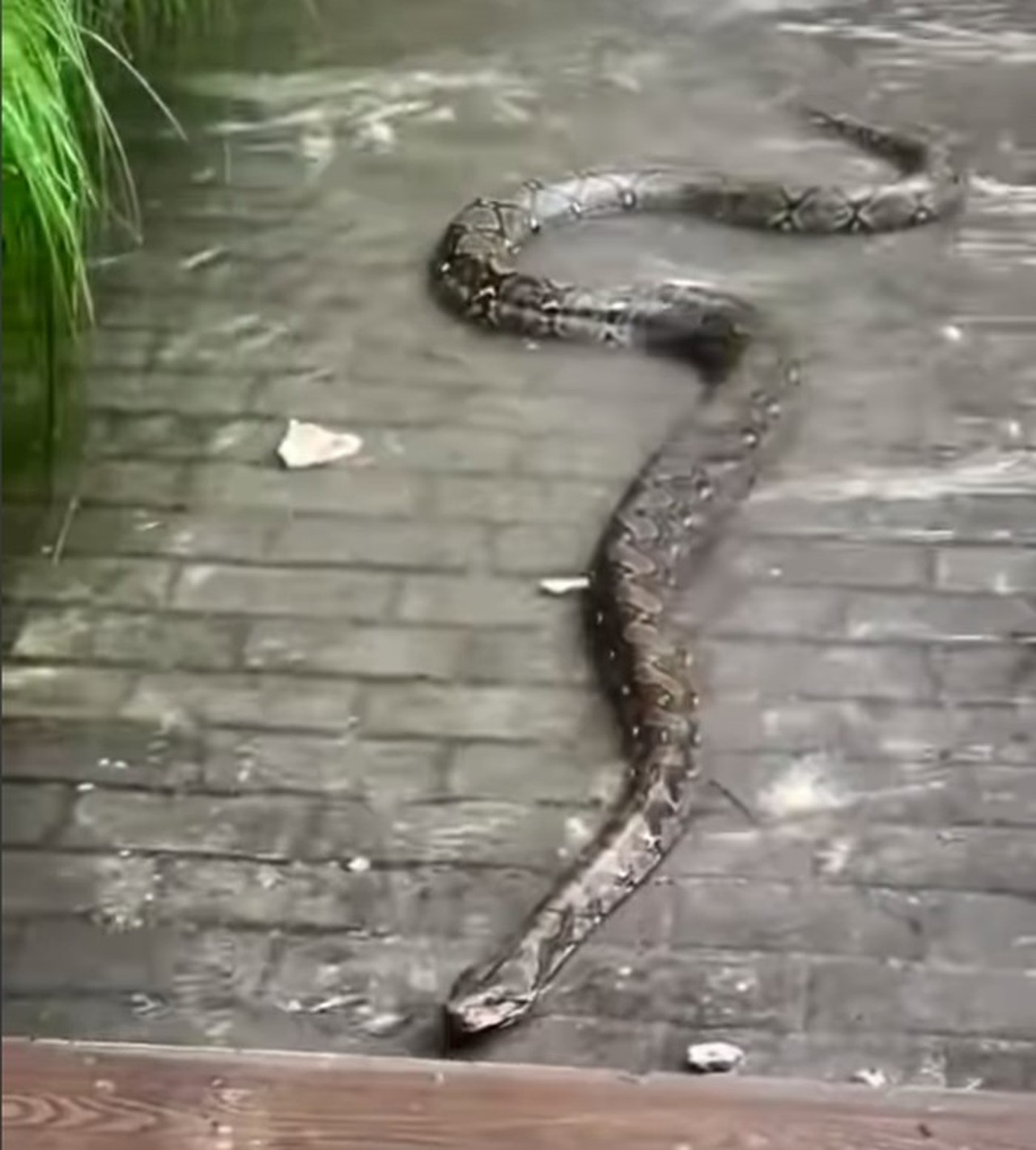 Ular Sanca 3 Meter Muncul di Tengah Banjir Sunter, Nyaris Masuk Ruko Warga