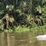 Kehebohan Hewan Putih Mirip Lumba-lumba di Perairan Asahan, Warga Rekam Momen Langka