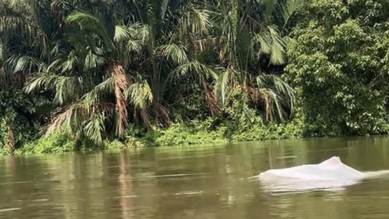 Kehebohan Hewan Putih Mirip Lumba-lumba di Perairan Asahan, Warga Rekam Momen Langka