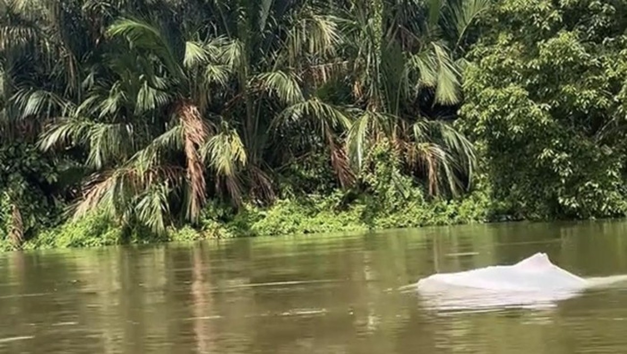 Kehebohan Hewan Putih Mirip Lumba-lumba di Perairan Asahan, Warga Rekam Momen Langka
