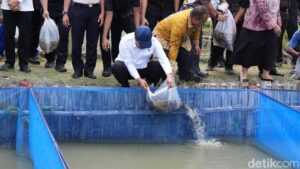 Menteri Imigrasi Agus Andrianto Pimpin Panen 1 Ton Ikan Nila dan Tebar 2.800 Bibit Lele di Lapas Cirebon