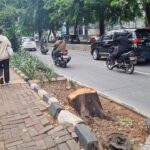 Pohon di Kebayoran Lama Ditebang Oknum ASN, Sisa Batang Masih Terlihat di Lokasi