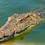 Bunda Heroik Selamatkan Anak 6 Tahun dari Gigitan Buaya di Sungai Batang Kuantan