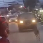 Rusa Liar Muncul di Jalan Raya Bogor, Warga Geger dan Petugas Damkar Kewalahan Mencari