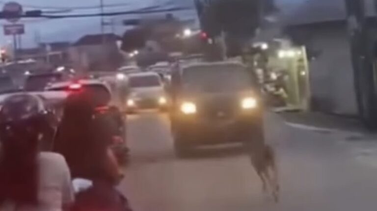 Rusa Liar Muncul di Jalan Raya Bogor, Warga Geger dan Petugas Damkar Kewalahan Mencari