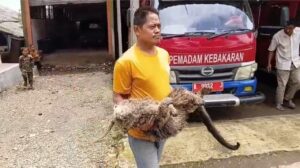 Binturong Langka Ditemukan Mati di Pandeglang, Diduga Ditembak Senapan Angin