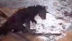 Binturong Mati di Pandeglang Akibat Kesalahpahaman Warga, Bukan Diburu