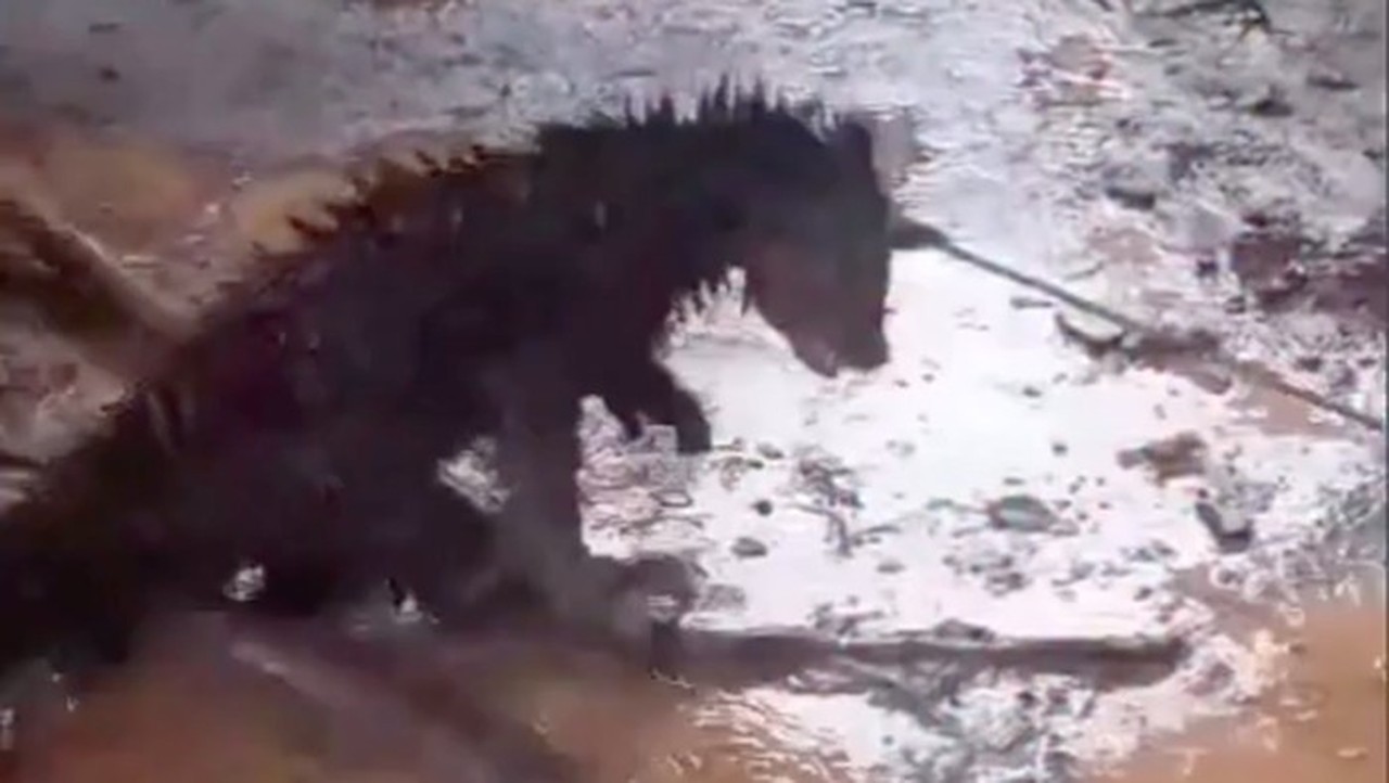 Binturong Mati di Pandeglang Akibat Kesalahpahaman Warga, Bukan Diburu