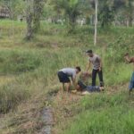 Buaya 3 Meter Terkam Emak-emak di Tarakan, Polisi Berhasil Selamatkan Korban