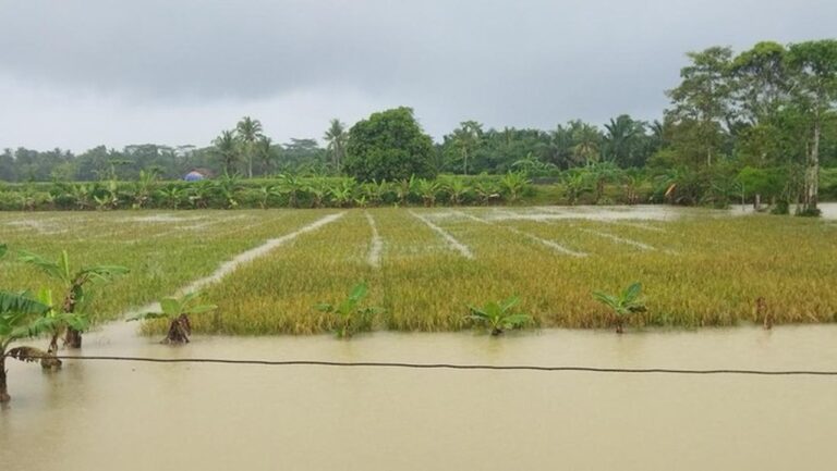 Banjir Pandeglang Rendam 4.794 Hektare Sawah, 65 Hektare Gagal Panen