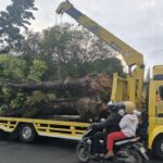 Wali Kota Pekanbaru Terbitkan Surat Edaran Larangan Penebangan Pohon Demi Kelestarian Lingkungan