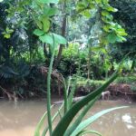 Buaya ‘Lisa’ Muncul di Belakang SMAN 5 Depok, Sekolah Khawatir Keselamatan Siswa