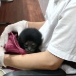 Polisi Pekanbaru Ungkap Perdagangan Owa Siamang, Hewan Langka Dijual Rp 10 Juta