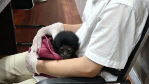 Polisi Pekanbaru Ungkap Perdagangan Owa Siamang, Hewan Langka Dijual Rp 10 Juta