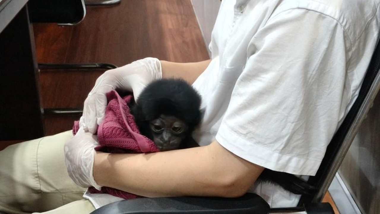 Polisi Pekanbaru Ungkap Perdagangan Owa Siamang, Hewan Langka Dijual Rp 10 Juta Polisi Pekanbaru Ungkap Perdagangan Owa Siamang, Hewan Langka Dijual Rp 10 Juta
