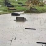 TPU Pondok Kelapa Terendam Banjir 40 Cm Akibat Hujan Deras, Sejumlah Makam Terdampak