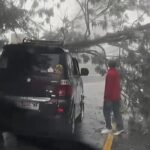Pohon Tumbang Akibat Hujan Deras Tutup Jalan Raya Puncak Bogor, Arus Lalu Lintas Terganggu