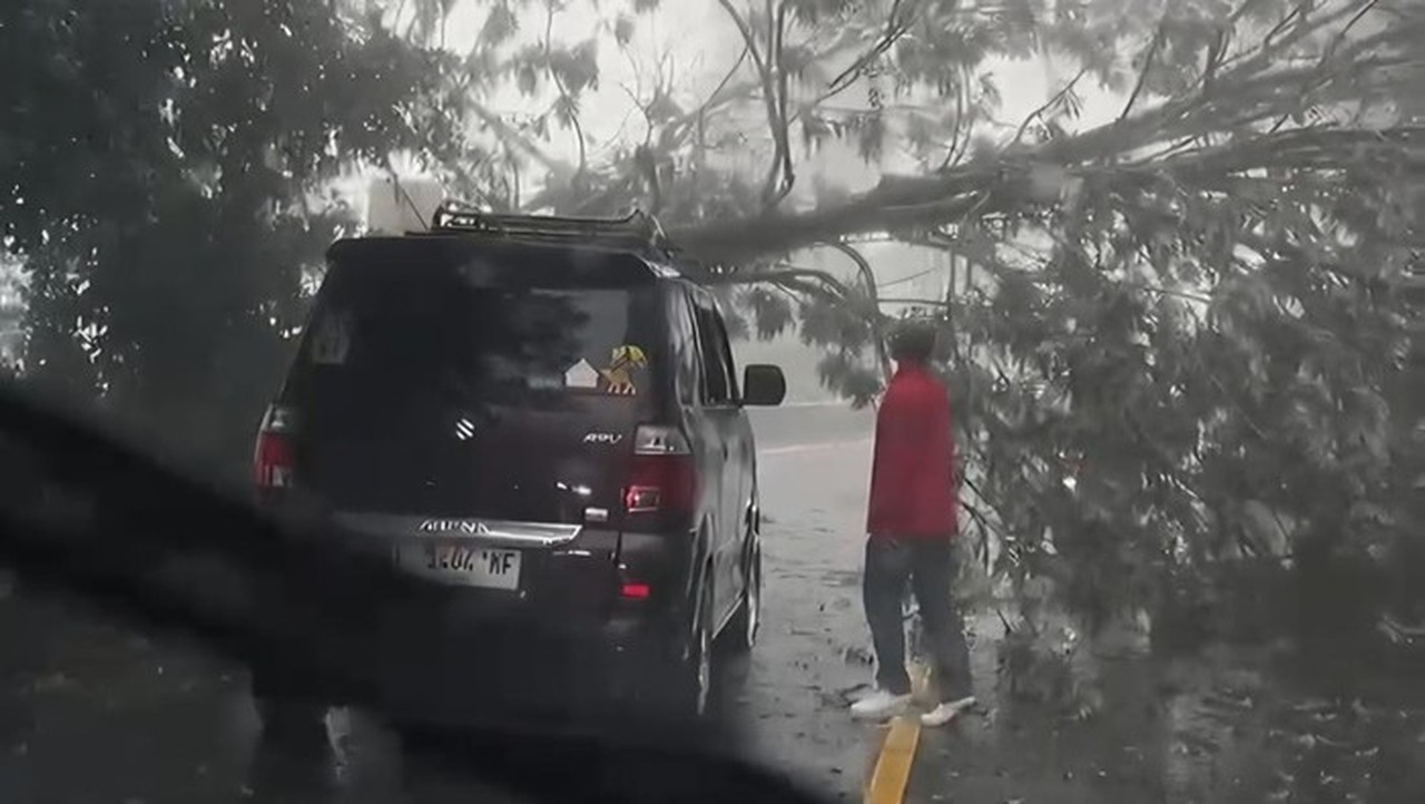 Pohon Tumbang Akibat Hujan Deras Tutup Jalan Raya Puncak Bogor, Arus Lalu Lintas Terganggu
