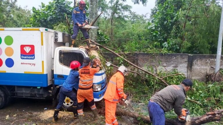 Pohon Petai Cina Tumbang Timpa Mobil Es Krim Akibat Hujan dan Angin Kencang di Bogor