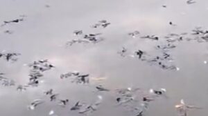 Ikan Mati Massal di Situ Citongtut Bogor, Pemkab Bogor Bentuk Tim Investigasi