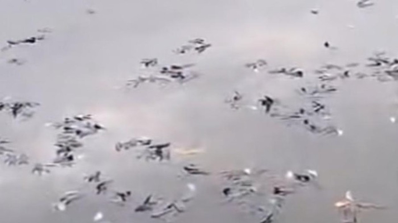 Ikan Mati Massal di Situ Citongtut Bogor, Pemkab Bogor Bentuk Tim Investigasi