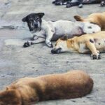 Mobil Tanpa Pengemudi Berisi 7 Bangkai Anjing Ditemukan di Minahasa