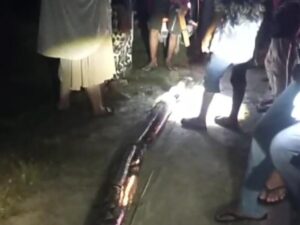 Wanita di Maros Nyaris Tewas Dililit Ular Piton 8 Meter Saat Hendak Bangun untuk Salat Subuh