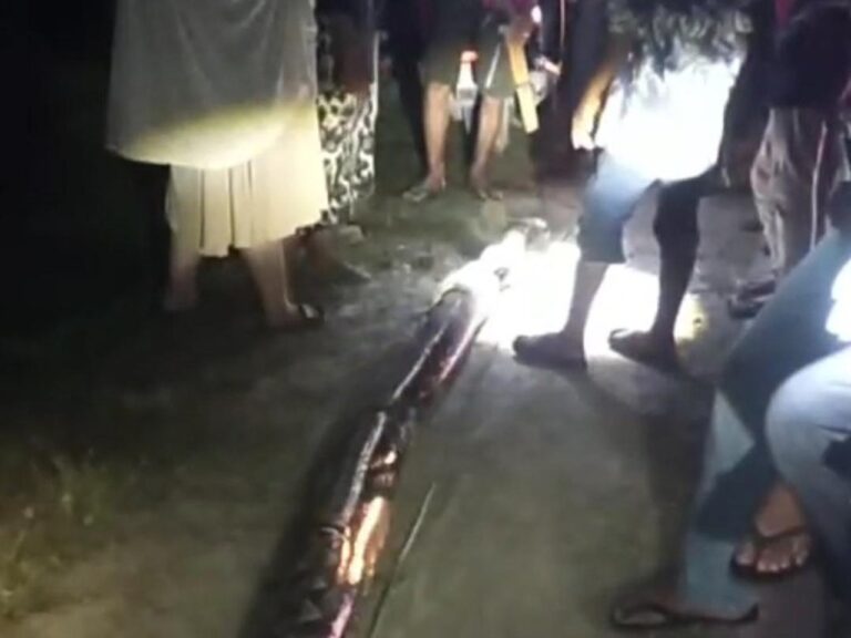 Wanita di Maros Nyaris Tewas Dililit Ular Piton 8 Meter Saat Hendak Bangun untuk Salat Subuh