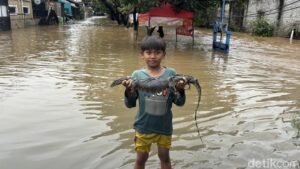 Warga Kranji Bekasi Tangkap 3 Ular Sanca dan 1 Biawak di Tengah Banjir