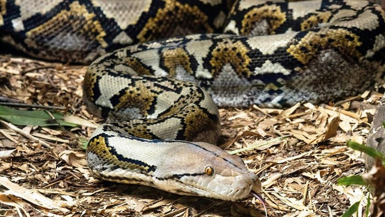 Pria di Sigi Ditelan Ular Piton 5 Meter Saat Beristirahat di Kebun