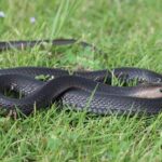 Remaja Sukoharjo Digigit Ular Kobra Saat Buka Paket Belanja Online, Kondisi Memburuk