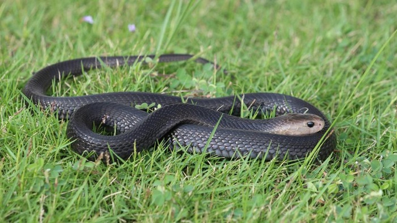 Remaja Sukoharjo Digigit Ular Kobra Saat Buka Paket Belanja Online, Kondisi Memburuk