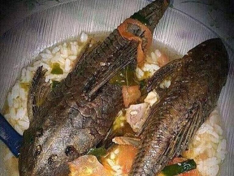 Pemprov DKI Jakarta Imbau Warga Tak Konsumsi Ikan Sapu-sapu dari Kali Tercemar