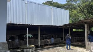 Peternak Babi di Sragen Minta Kompensasi Rp 1 Miliar untuk Tutup Usaha