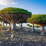 Tiga WNI Terjebak di Socotra Akibat Penutupan Wilayah Udara Yaman oleh Arab Saudi