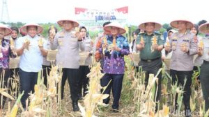 Panen Raya Jagung 2 Ton di Tangerang, Bukti Ketahanan Pangan di Lahan Sulit