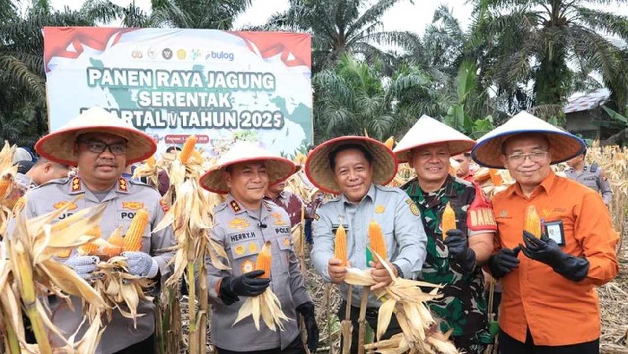 Dukung Kedaulatan Pangan, Polda Riau Panen 100 Ton Jagung dari 36 Hektare Lahan Dukung Kedaulatan Pangan, Polda Riau Panen 100 Ton Jagung dari 36 Hektare Lahan