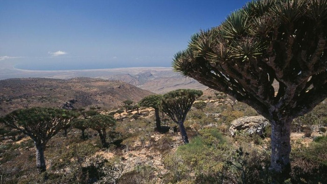 Tiga WNI Terjebak di Pulau Socotra Yaman Akibat Serangan Koalisi Arab Saudi Tiga WNI Terjebak di Pulau Socotra Yaman Akibat Serangan Koalisi Arab Saudi