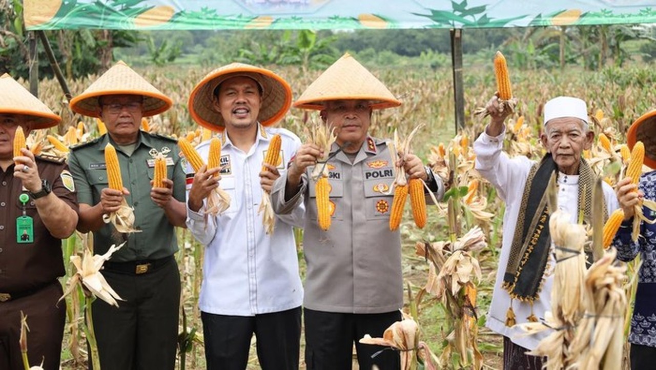 Dukung Swasembada Pangan, Polda Banten Panen Raya Jagung 4 Hektare di Serang