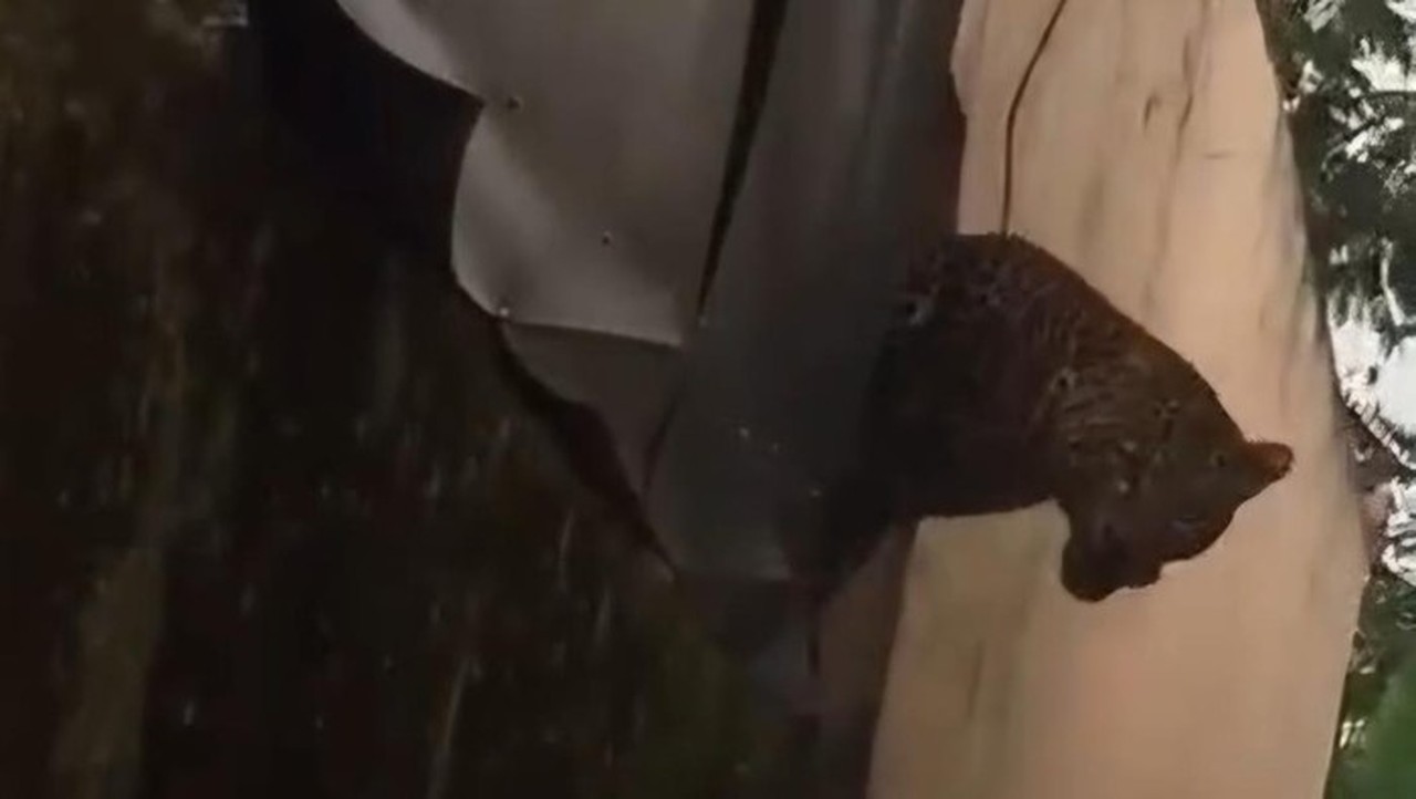 Macan Tutul Masuk Permukiman Bandung, Dua Warga Terluka Akibat Terkam