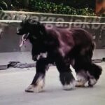 Anjing Afghan Hound Bikin Heboh Daan Mogot, Dikira Kambing karena Kupingnya yang Panjang