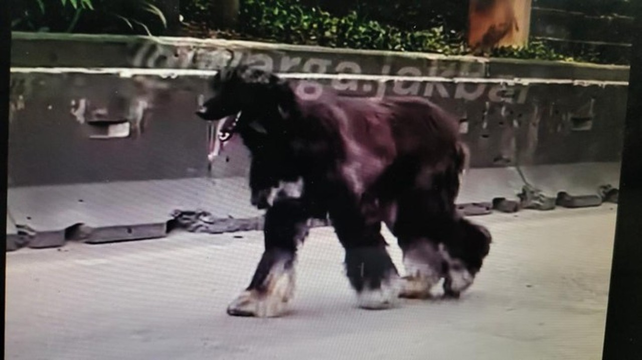 Anjing Afghan Hound Bikin Heboh Daan Mogot, Dikira Kambing karena Kupingnya yang Panjang