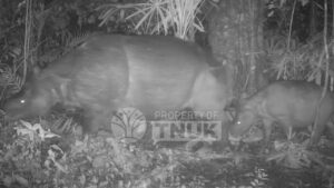 Anak Badak Jawa Terdeteksi di Ujung Kulon, Pertanda Sukses Konservasi